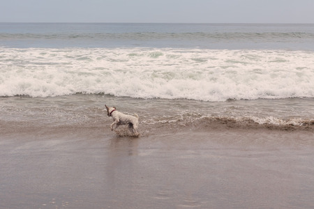 Parson Russell Terrier Jumping On The Pacific Ocean Wavesの写真素材
