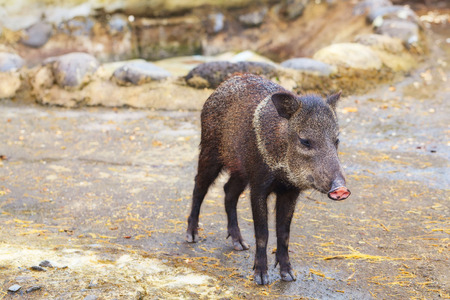 Little Grey Wild Boar, Andean Mountains, South Americaの写真素材