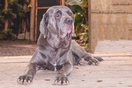 Neapolitan Mastiff Or Italian Mastiff Is A Massive Breed Often Used As A Guard And Defender Of Family And Property, Due To Their Protective Instincts And Their Fearsome Appearanceの写真素材