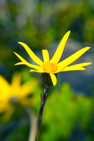 Yellow Wild Flower In National Park Llanganate, South Americaの写真素材