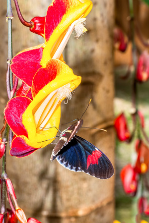 Close Up Of An Transandina Cattle Heart Butterfly Hanging On A Red Yellow Flowerの写真素材