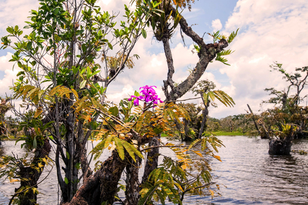 Mangrove Trees Grow Where No Tree Has Grown Before, They Are Able To Survive Inundation By Salt Water Twice A Day And In Soil Which Is Unstable And Poor In Oxygenの写真素材