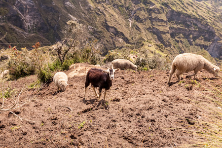 White Sheep And A Black Goat Grazing In Andes, South Americaの写真素材