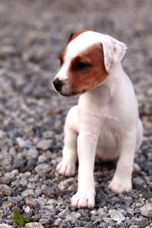 Small Puppy Jack Russell Terrier Standing And Attentively Looking Curiouslyの写真素材