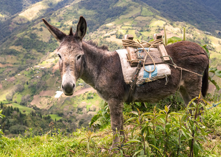 Donkey Or Ass Is A Domesticated Member Of The Horse Family, South Americaの写真素材