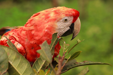 Close Up Of Red Scarlet Macaw Parrot Hiding In The Bushes In Amazonian Rainforest, South America