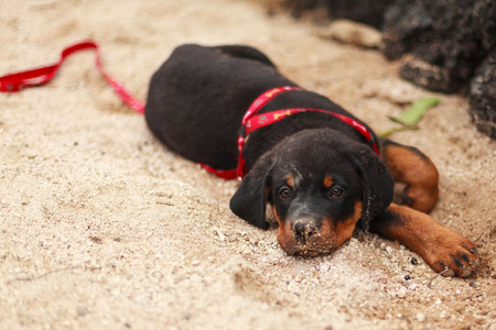 Rottweiler Puppy Lying On The Ground And Looking At The Cameraの写真素材