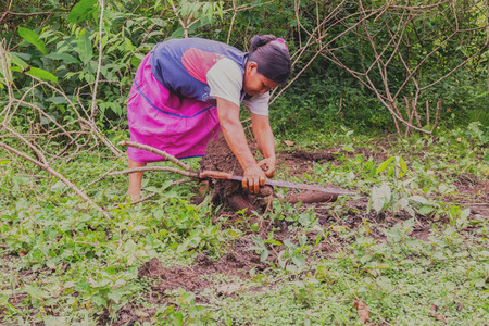 Cuyabeno, Ecuador - 20 March 2015: Indigenous Woman Picking Yucca From The Garden To Prepare Yucca Bread Cassava In Cuyabeno On March 20, 2015のeditorial素材