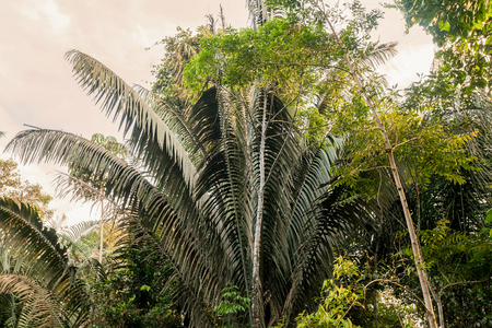 Amazon Rainforest, Also Known As Amazonia, Is One Of The Worlds Greatest Natural Resourcesの写真素材