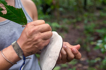 Indigenous Guide Drawing On A Huge Mushroom, South Americaの写真素材