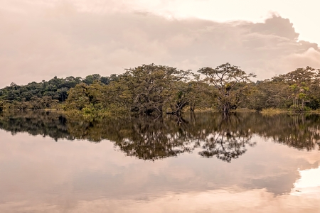 Bushes Reflecting On The River In Flooded Amazonian Jungle, Cuyabeno Wildlife Reserve, Ecuadorの写真素材