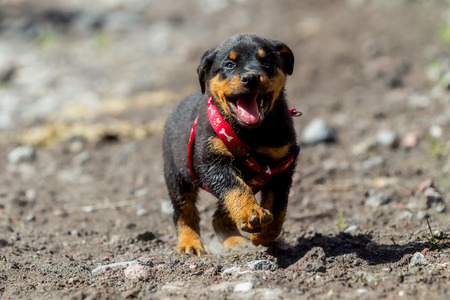 One Month Puppy Rottweiler Running In Nature
の写真素材