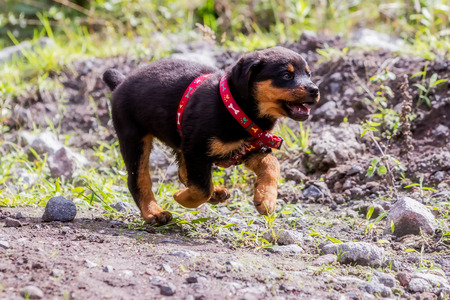 Happy One Month Puppy Rottweiler Running In Nature
の写真素材