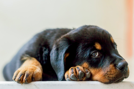 Rottweiler Puppy Resting On The Table Looking Straight Into The Camera
の写真素材
