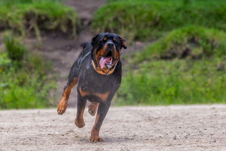 Funny Young Rottweiler Dog Running In The Rain
の写真素材