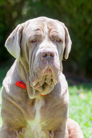 Portrait Of A Neapolitan Mastiff Female Dog With A Red Tieの写真素材