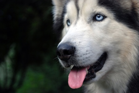 Happy husky dog with his tongue hanging out