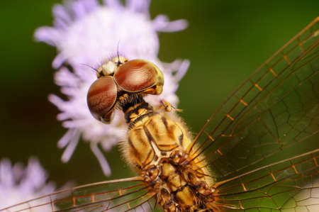 dragon flyの写真素材