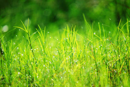 Close up of fresh thick grass with water drops in the early morningの写真素材