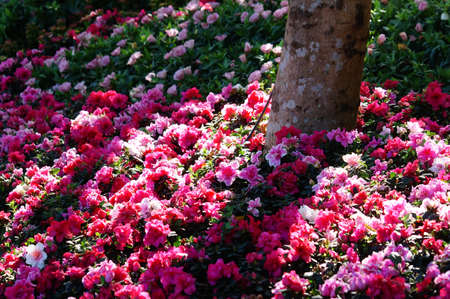 close up flowers and blur background