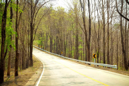 The road stretches along the forest. tree blossoms on a quiet country road .