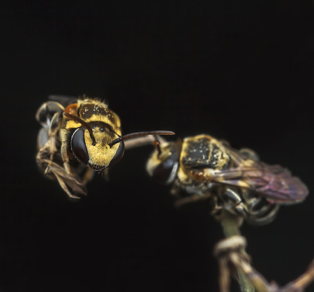 cucoo beeの写真素材