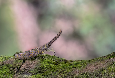 Adult Zanna Terminalis SPの写真素材