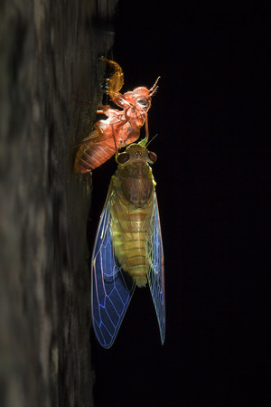 Emerged Cicadaの写真素材