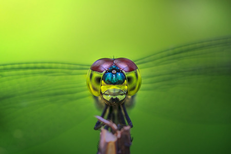 Dragon Fly Faceの写真素材