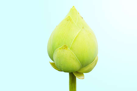 Green lotus isolate on sky backgroundの写真素材