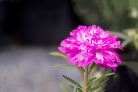 Close up of pink Portulaca oleracea on garden background.の写真素材