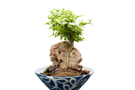Tako bonsai tree on a white background, beautiful.A small bonsai tree in a ceramic pot. Informal upright styleの写真素材