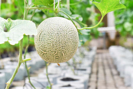 Fresh melons or green melons or cantaloupe melons plants growing in greenhouse supported by string melon nets.Japanese melon in fruiting stageの写真素材