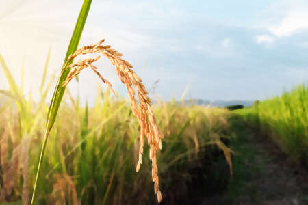 Rice field, close up yellow rice seed ripe and green leaves and cloudy on nature background.の写真素材