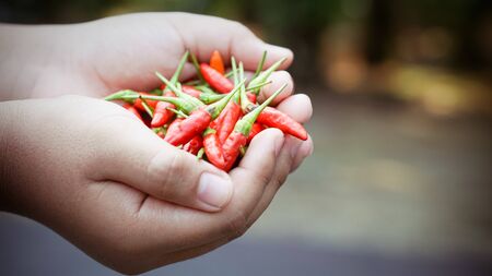 Handful of chilies freshly harvestedの写真素材