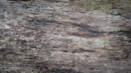 Texture of rotten treeの写真素材