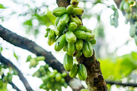 Ripe bunch of tree sorrel with morning dewの写真素材