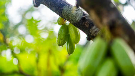 Ripe bunch of tree sorrel with morning dewの写真素材