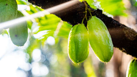 Ripe bunch of tree sorrel with morning dewの写真素材