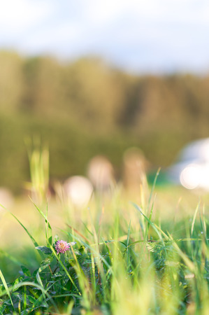 background of dew drops on bright green grassの写真素材