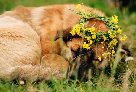 the dog with wreath from flowers on headの写真素材