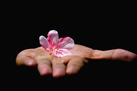 flower in handの写真素材