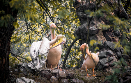 migrating birds on the branchの写真素材