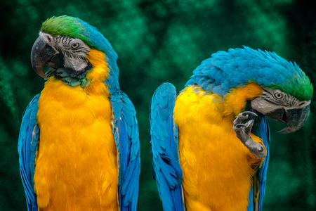 blue and yellow macawの写真素材