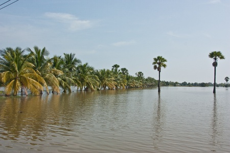 Coconut palm trees and flooded a lot of standing water. The farmers take a boat to fish the river side of the road.のeditorial素材