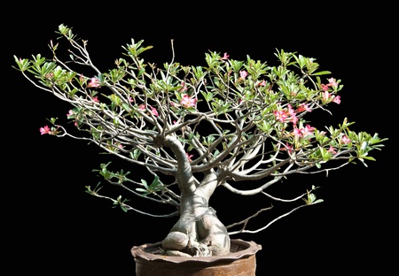 High, Thailand, branches, flowers, green leaves, large, leaves, low, not making money, only to sell, ornamental plantsの写真素材