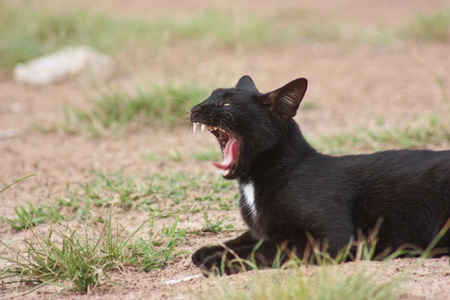 Thai cats, black cats in Asia. Popular culture to beauty and love for sale. As human beings.の写真素材
