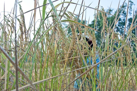 Farmers with the harvest. Winter is the season for harvest To be stored and distributed. Is the main occupation, and income to the country.のeditorial素材