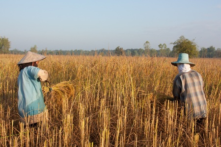 Farmers with the harvest. Winter is the season for harvest To be stored and distributed. Is the main occupation, and income to the country.のeditorial素材