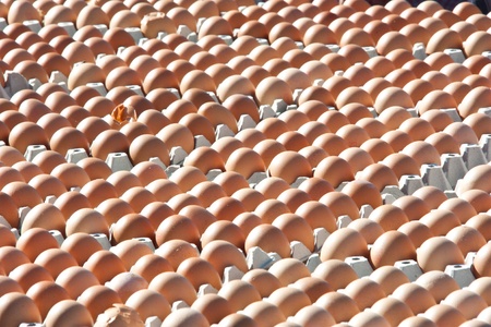 Egg protein. Save the world. To cook many things. A good source of energy. And health benefits.